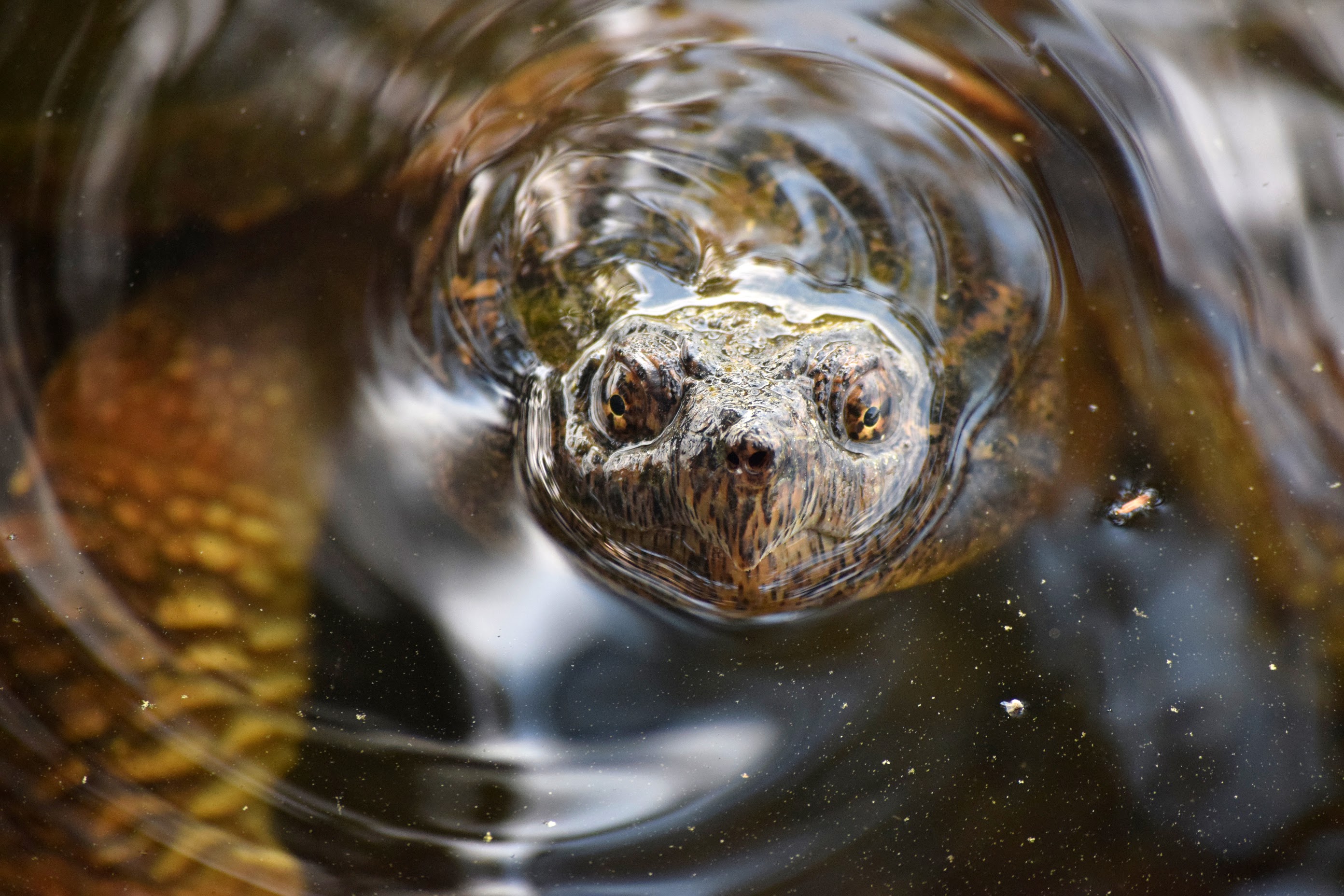 River landscape with snapping turtle